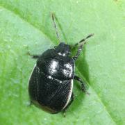 Legnotus limbosus (Geoffroy, 1785) - Punaise noire à bordure blanche