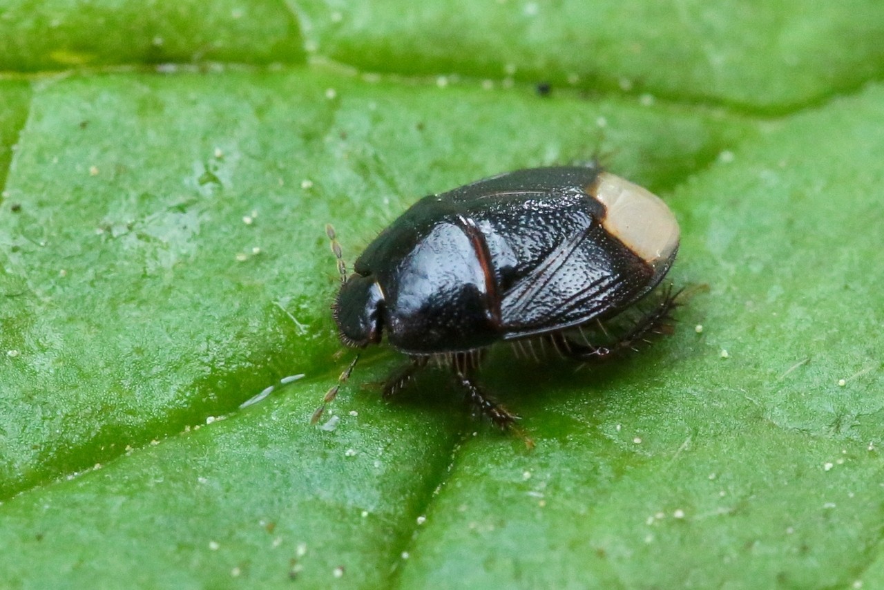 Microporus nigrita (Fabricius, 1794)