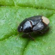 Microporus nigrita (Fabricius, 1794)