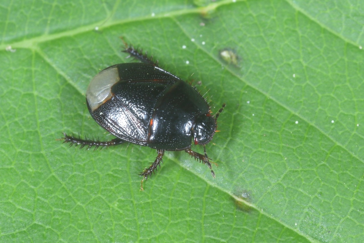 Microporus nigrita (Fabricius, 1794)