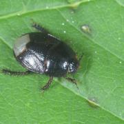 Microporus nigrita (Fabricius, 1794)