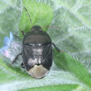 Sehirus luctuosus Mulsant & Rey, 1856