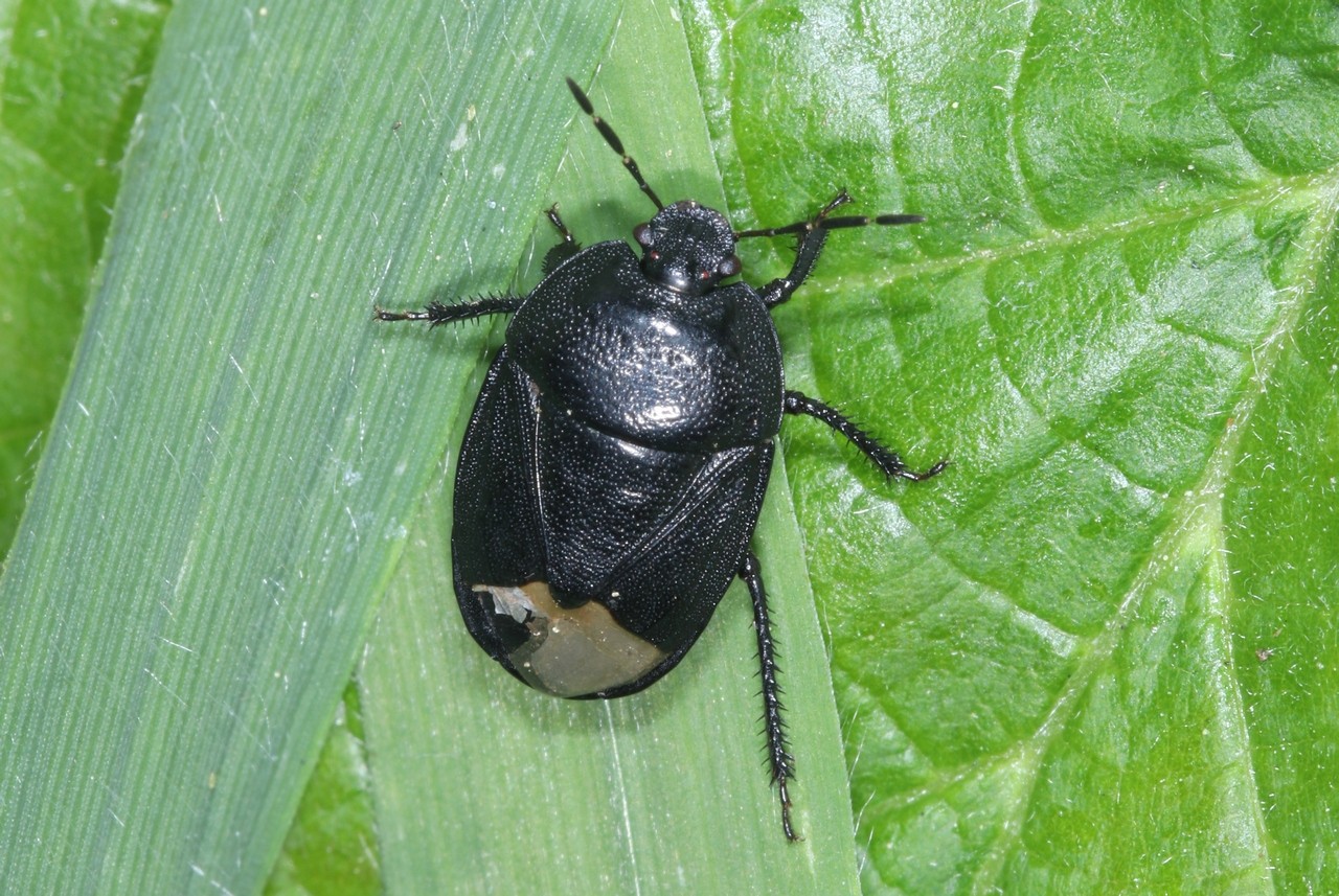 Sehirus morio (Linnaeus, 1761)