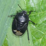 Sehirus morio (Linnaeus, 1761)