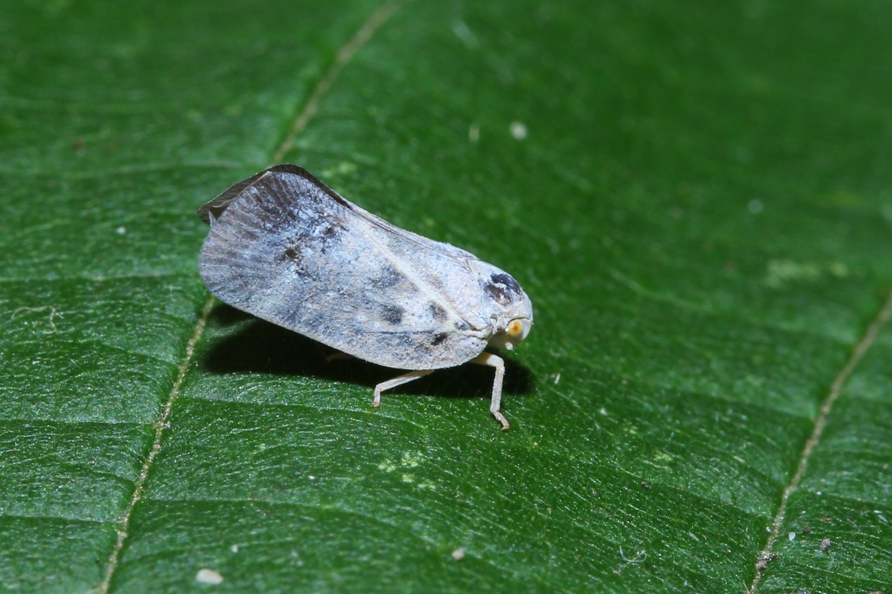 Metcalfa pruinosa (Say, 1830) - Cicadelle pruineuse, Cicadelle blanche 