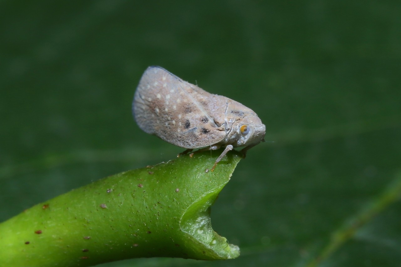 Metcalfa pruinosa (Say, 1830) - Cicadelle pruineuse, Cicadelle blanche