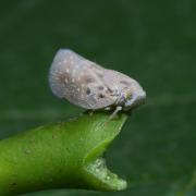 Metcalfa pruinosa (Say, 1830) - Cicadelle pruineuse, Cicadelle blanche