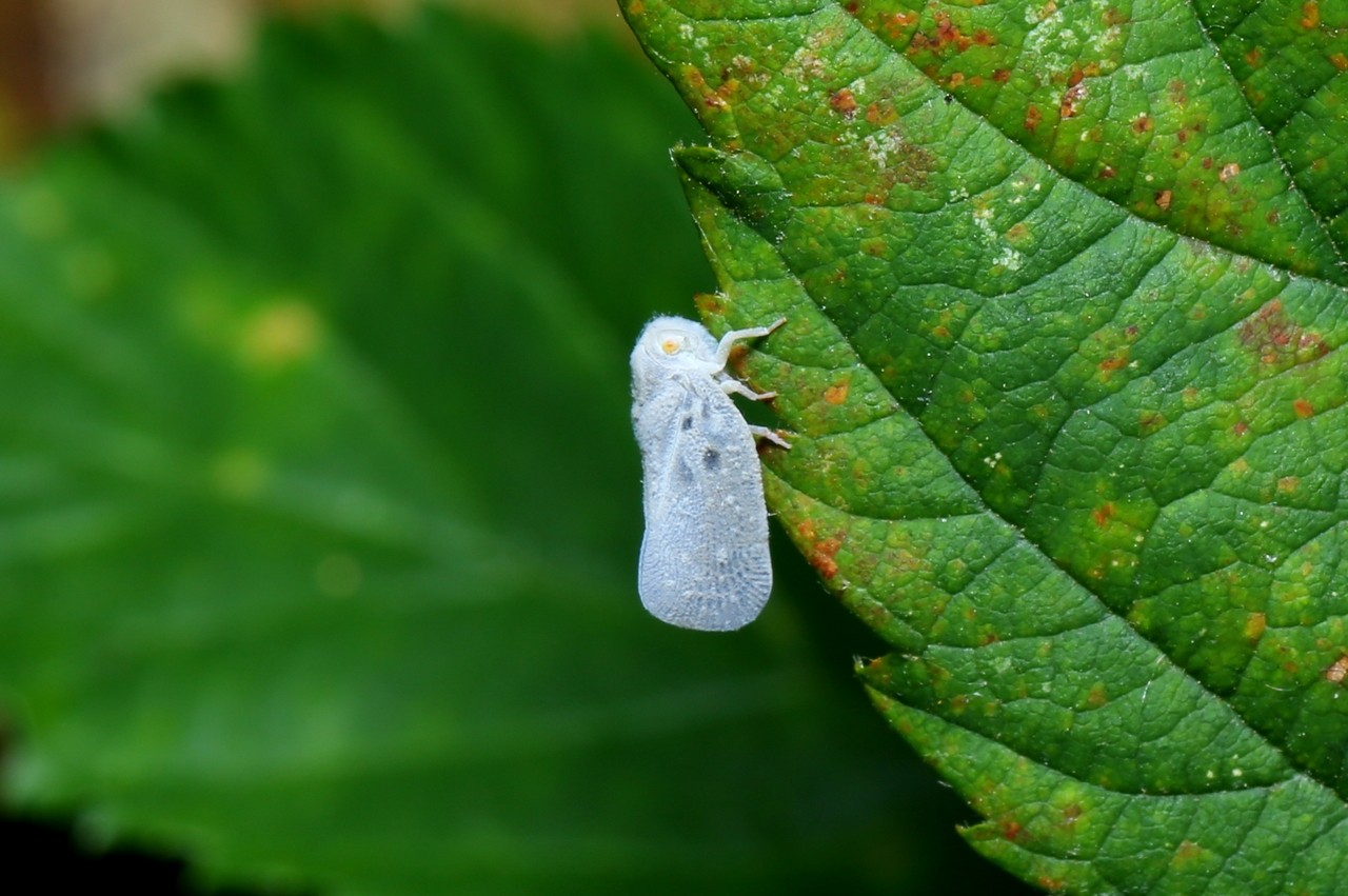 Metcalfa pruinosa (Say, 1830) - Cicadelle pruineuse, Cicadelle blanche