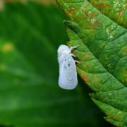 Metcalfa pruinosa (Say, 1830) - Cicadelle pruineuse, Cicadelle blanche