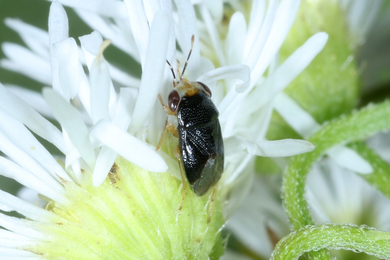 Geocoris erythrocephalus (Lepeletier de St-Fargeau & Audinet-Serville, 1825)