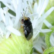 Geocoris erythrocephalus (Lepeletier de St-Fargeau & Audinet-Serville, 1825)