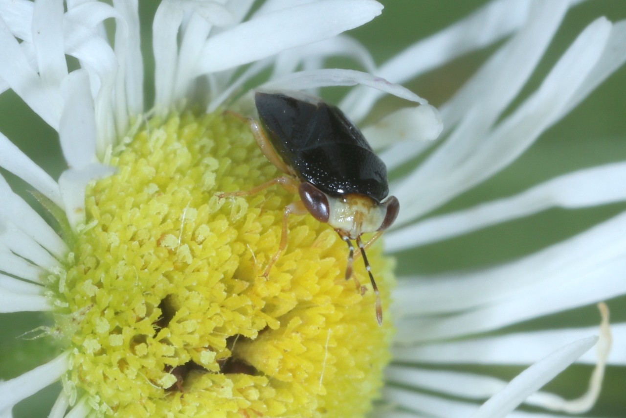 Geocoris erythrocephalus (Lepeletier de St-Fargeau & Audinet-Serville, 1825)