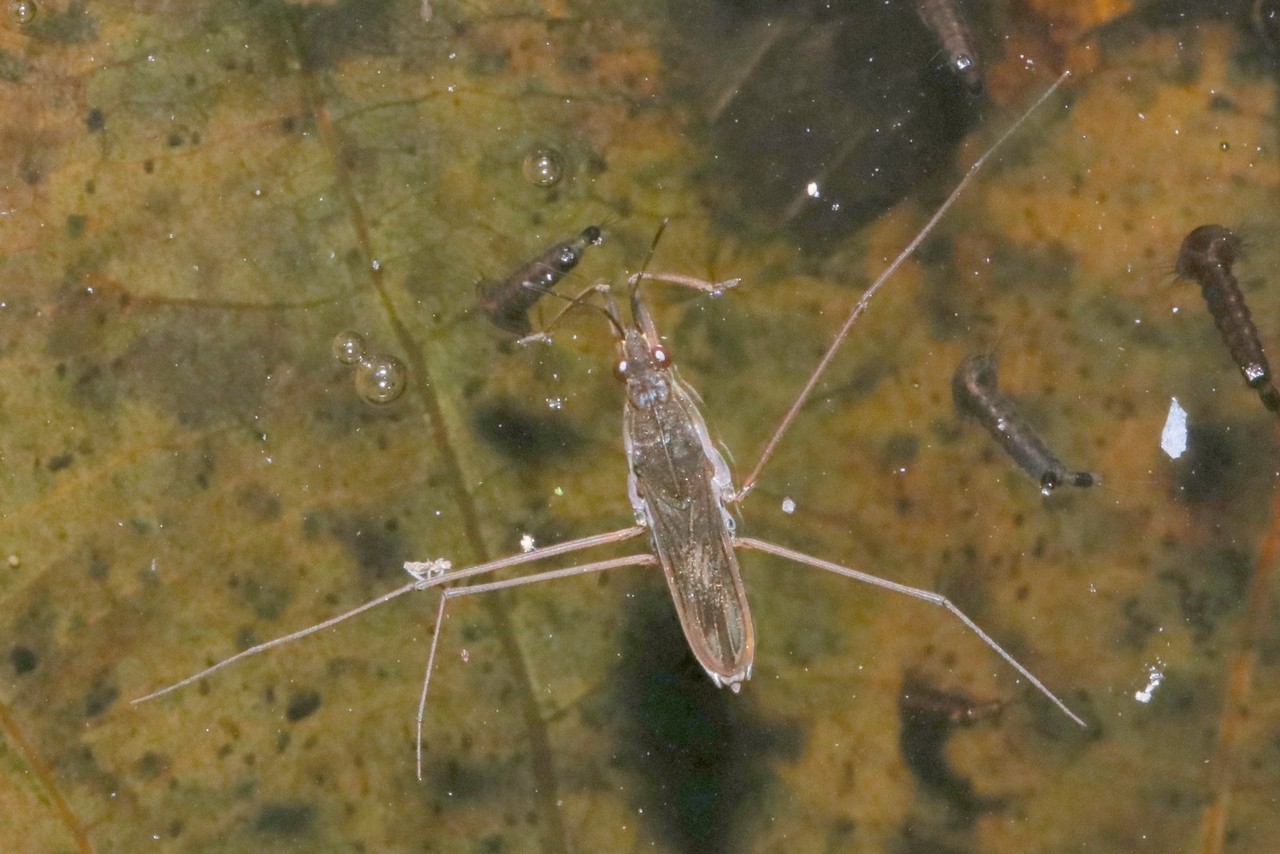 Gerris lacustris (Linnaeus, 1758) - Gerris lacustre