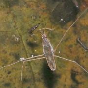 Gerris lacustris (Linnaeus, 1758) - Gerris lacustre