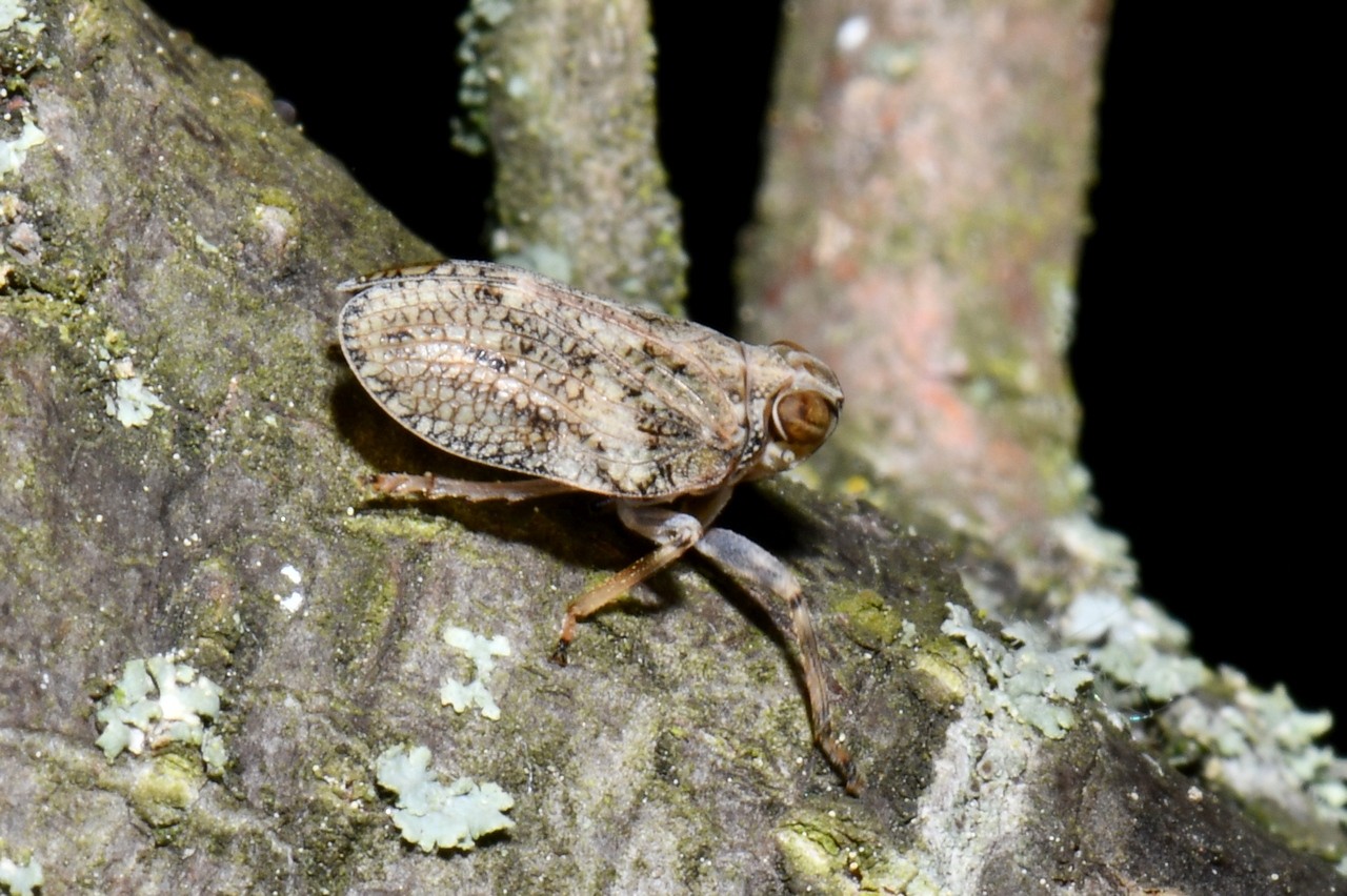 Issus coleoptratus (Fabricius, 1781) - Isside commun, Cigale bossue 