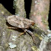 Issus coleoptratus (Fabricius, 1781) - Isside commun, Cigale bossue 