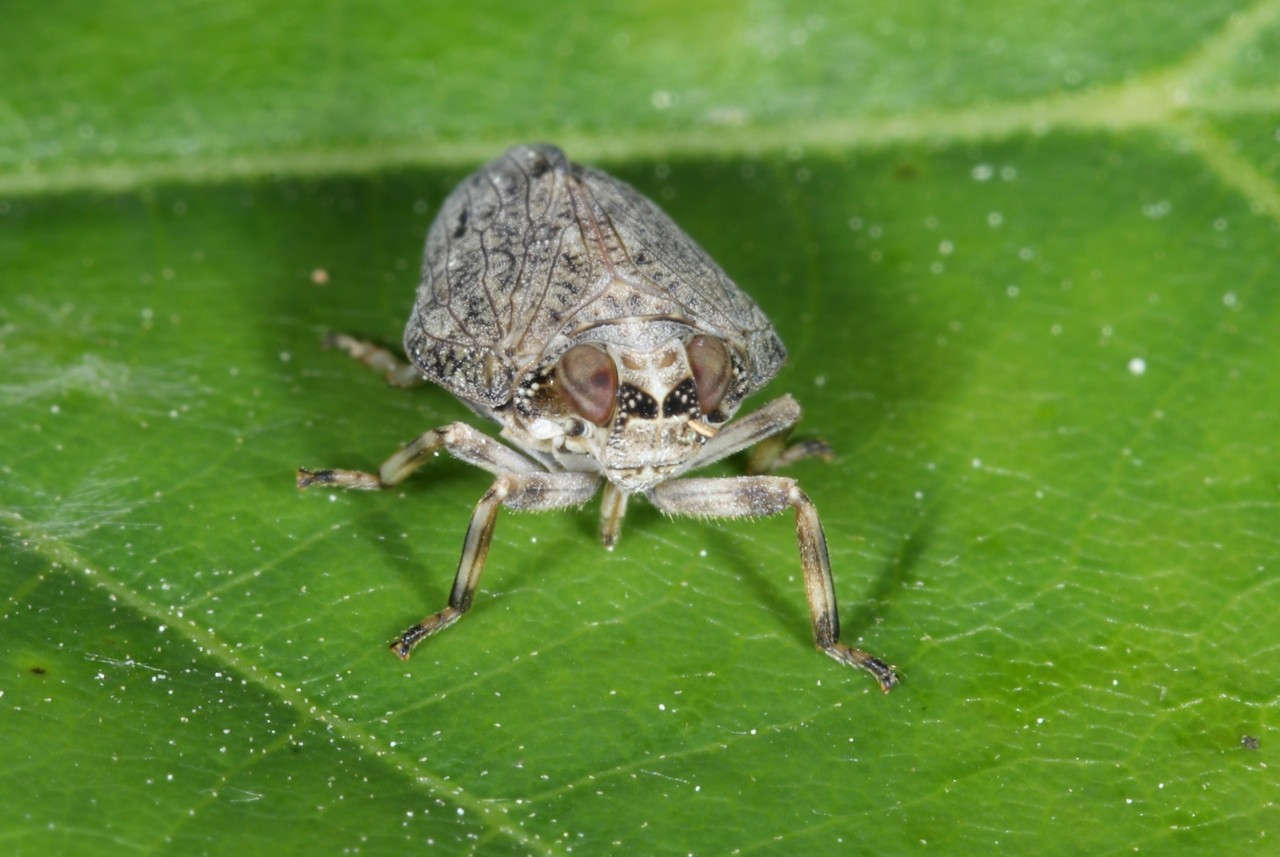 Issus coleoptratus (Fabricius, 1781) - Isside commun, Cigale bossue