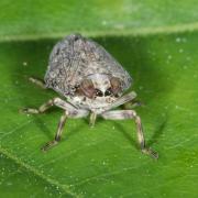 Issus coleoptratus (Fabricius, 1781) - Isside commun, Cigale bossue