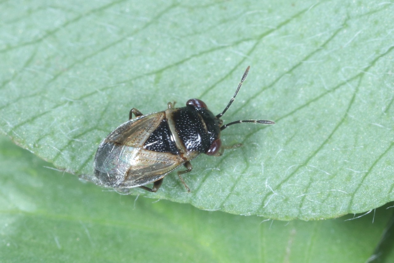 Geocoris megacephalus (Rossi, 1790)