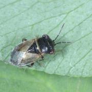 Geocoris megacephalus (Rossi, 1790)