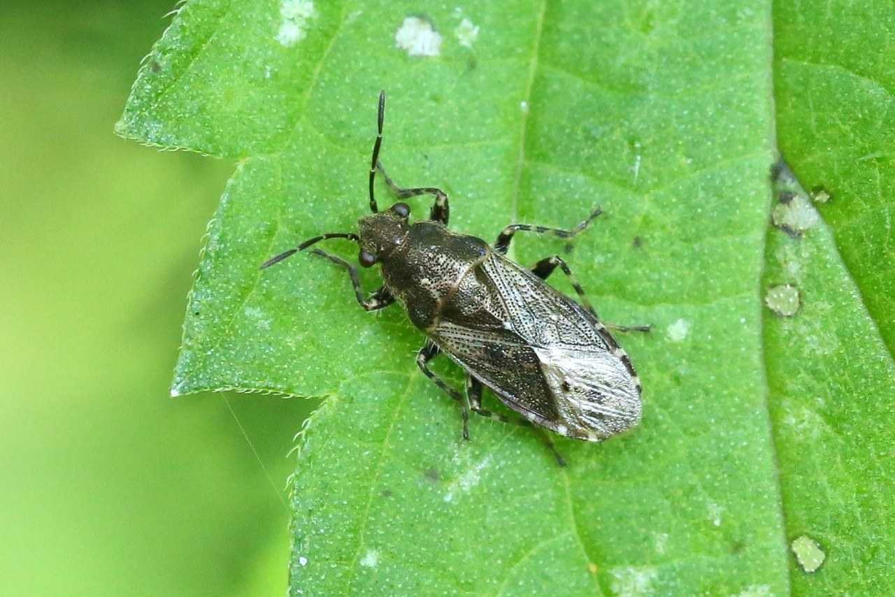 Heterogaster urticae (Fabricius, 1775) - Hétérogaster de l'Ortie