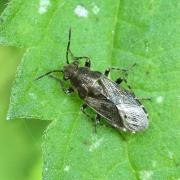 Heterogaster urticae (Fabricius, 1775) - Hétérogaster de l'Ortie