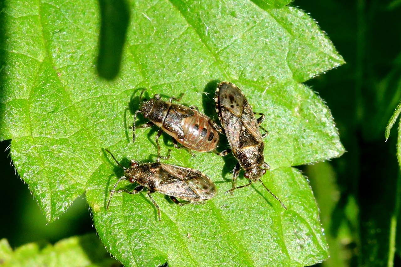 Heterogaster urticae (Fabricius, 1775) - Hétérogaster de l'Ortie 