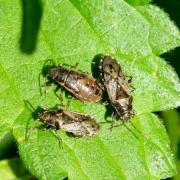 Heterogaster urticae (Fabricius, 1775) - Hétérogaster de l'Ortie 