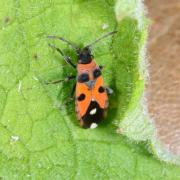 Horvathiolus superbus (Pollich, 1781)