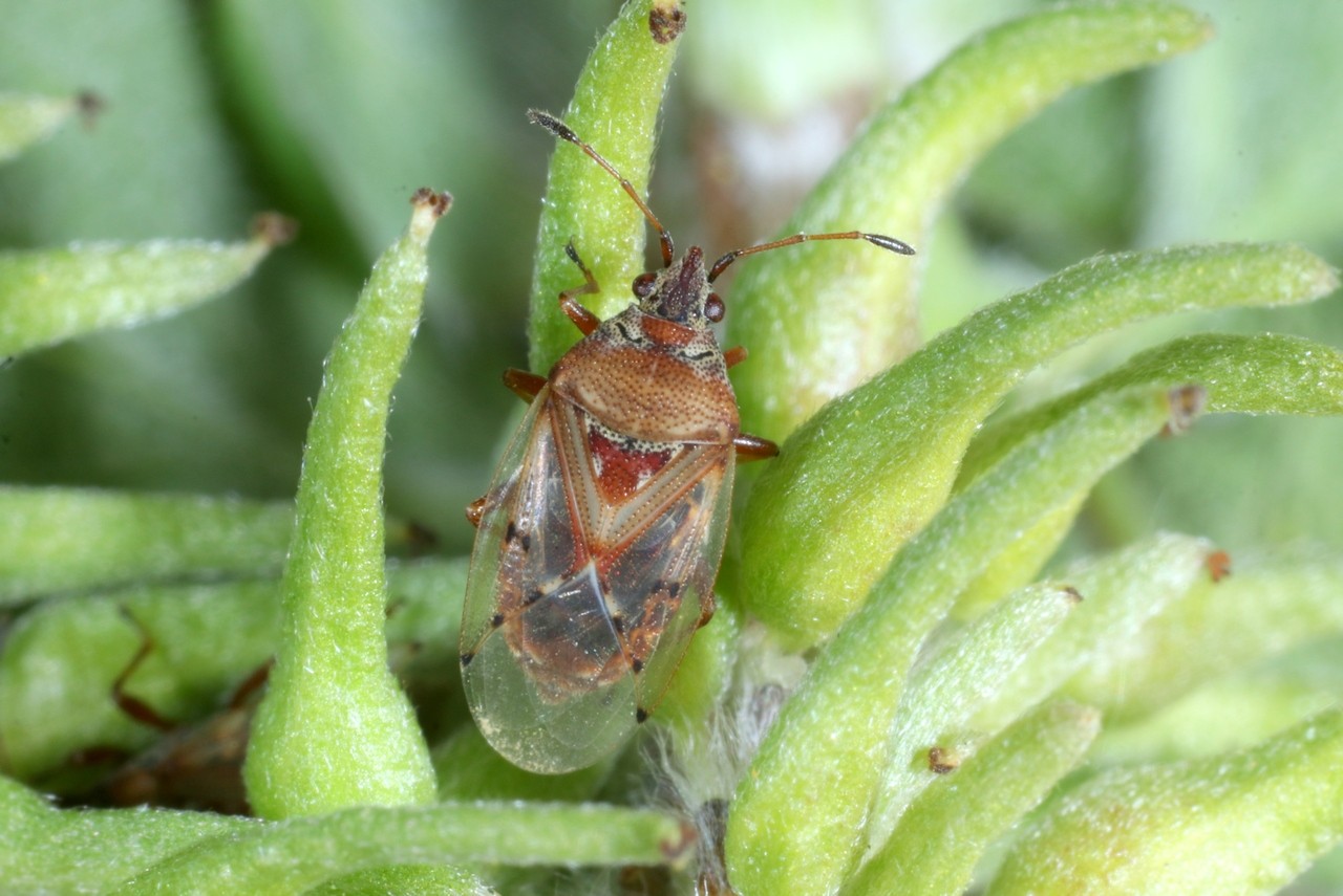 Kleidocerys resedae (Panzer, 1797) - Punaise des chatons du Bouleau