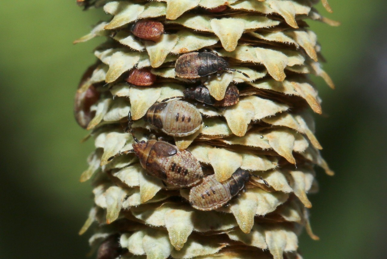 Kleidocerys resedae (Panzer, 1797) - Punaise des chatons du Bouleau (larves)