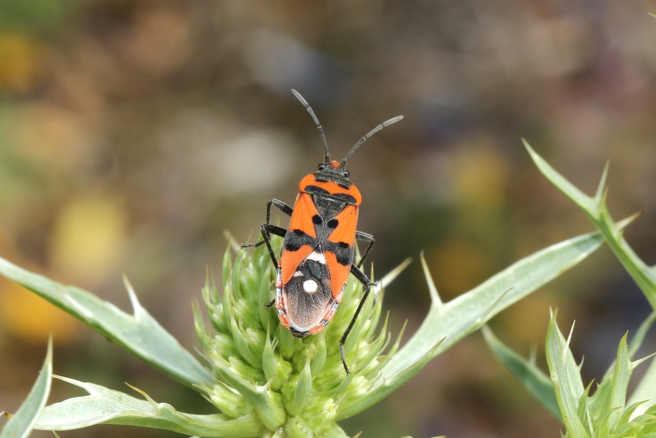 Lygaeus equestris (Linnaeus, 1758) - Punaise écuyère