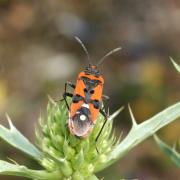 Lygaeus equestris (Linnaeus, 1758) - Punaise écuyère