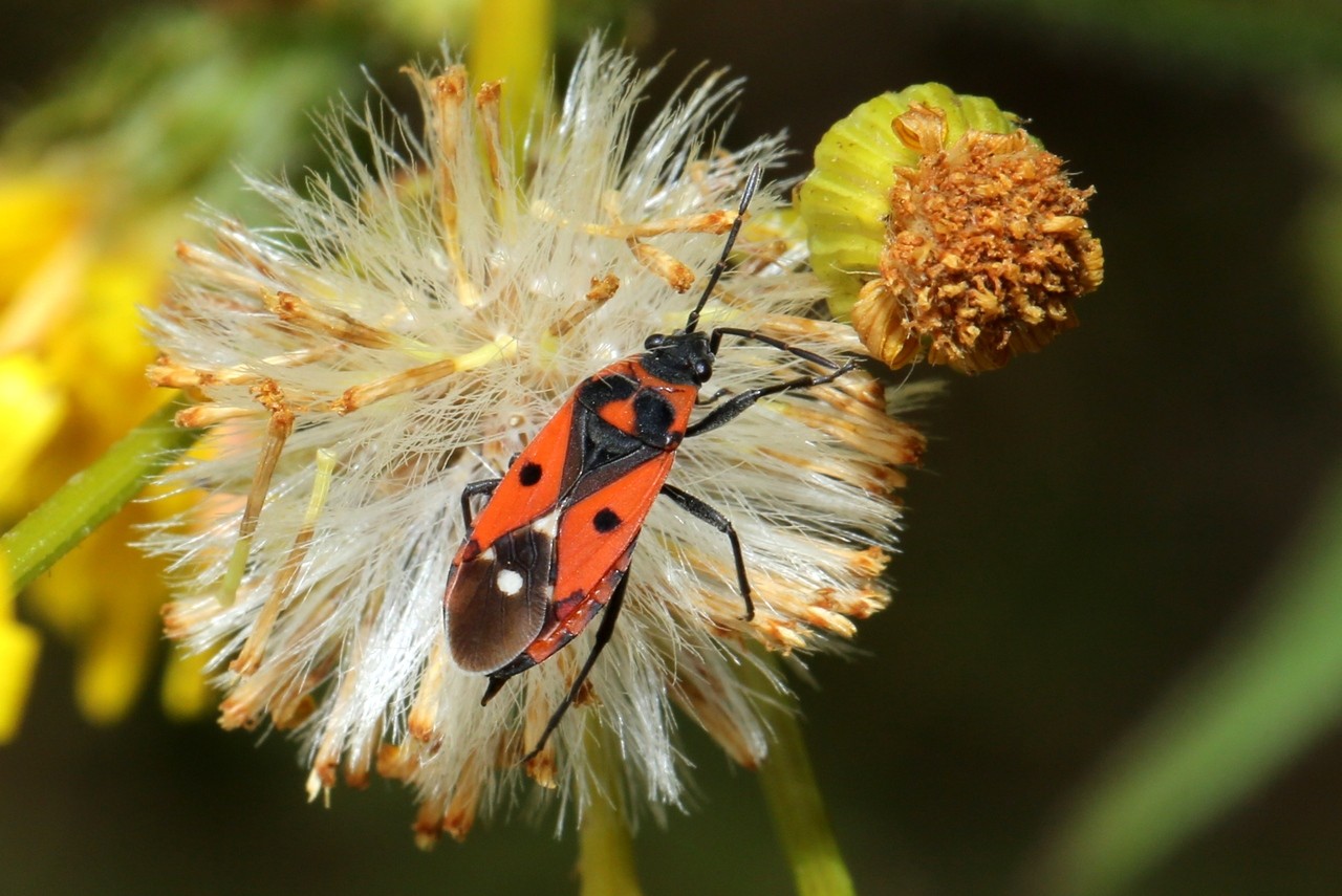 Melanocoryphus albomaculatus (Goeze, 1778)  