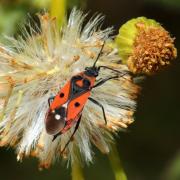 Melanocoryphus albomaculatus (Goeze, 1778)  