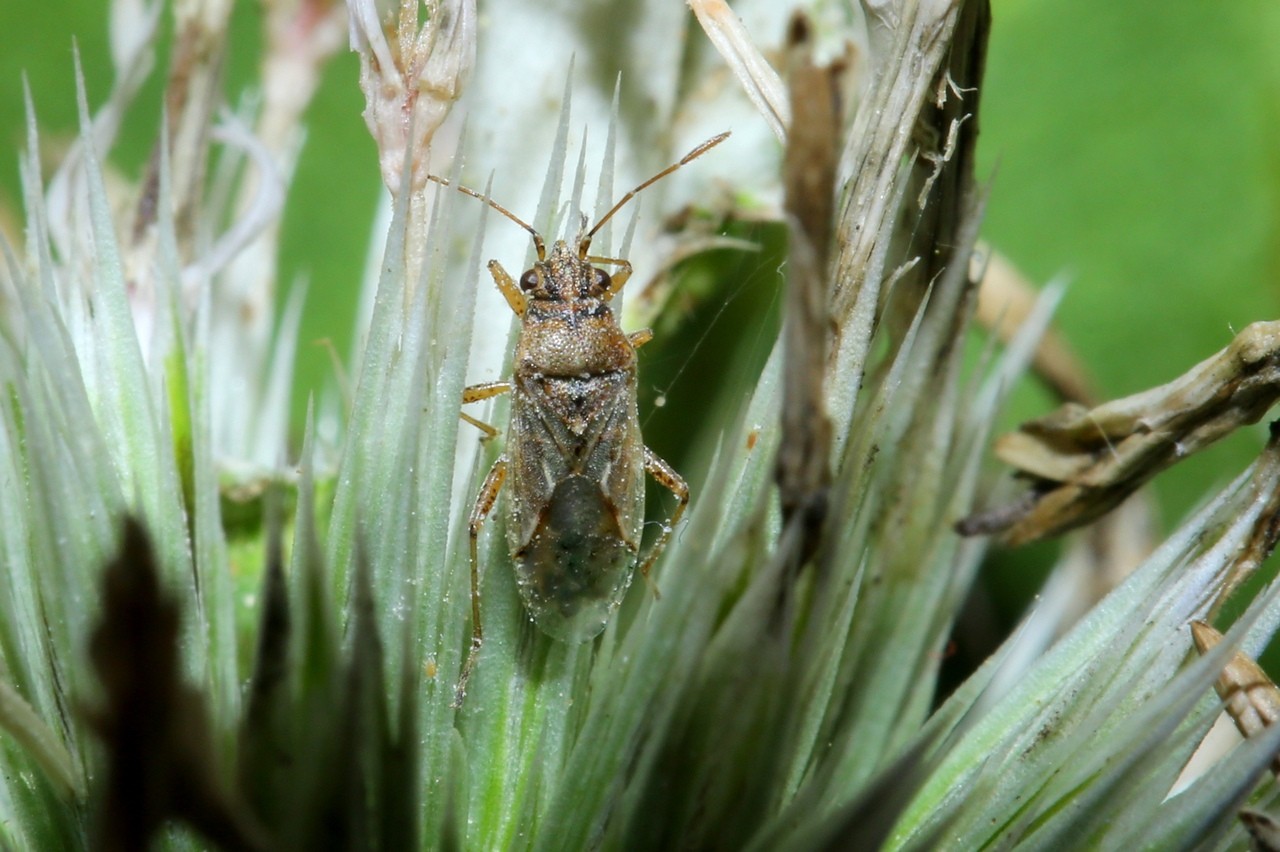 Nysius sp 