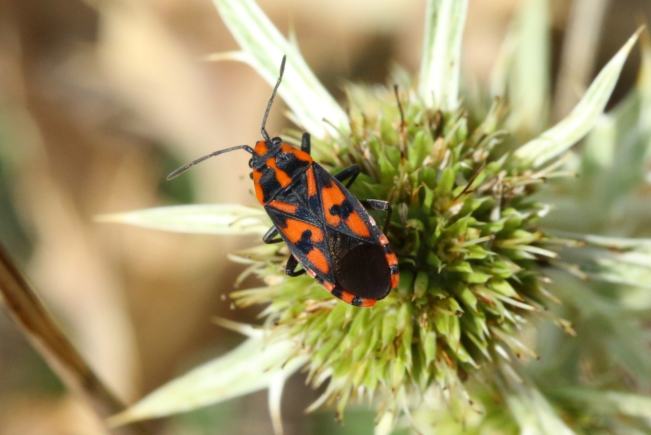 Spilostethus saxatilis (Scopoli, 1763) - Punaise à damier