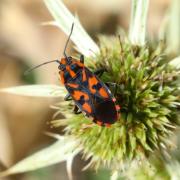 Spilostethus saxatilis (Scopoli, 1763) - Punaise à damier