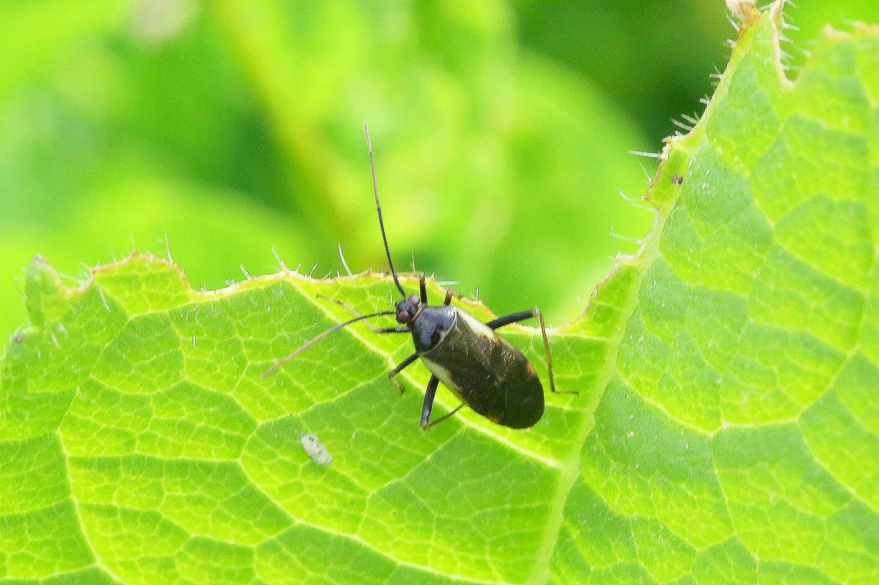 Adelphocoris seticornis (Fabricius, 1775)