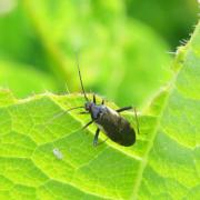 Adelphocoris seticornis (Fabricius, 1775)