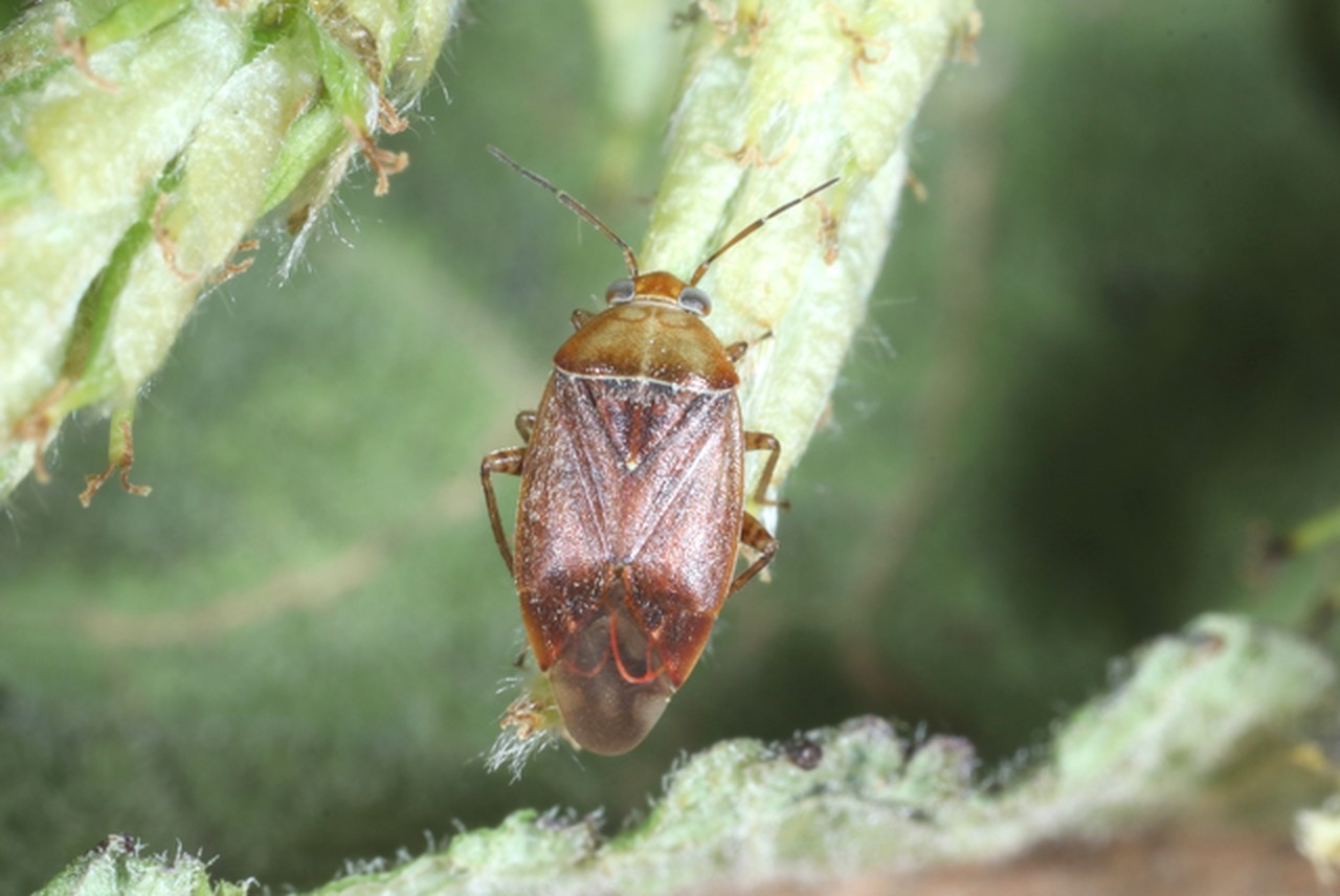 Agnocoris sp 