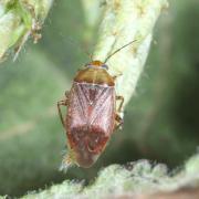 Agnocoris sp 