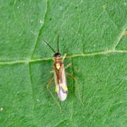 Campyloneura virgula (Herrich-Schaeffer, 1835) - femelle parthénogénique