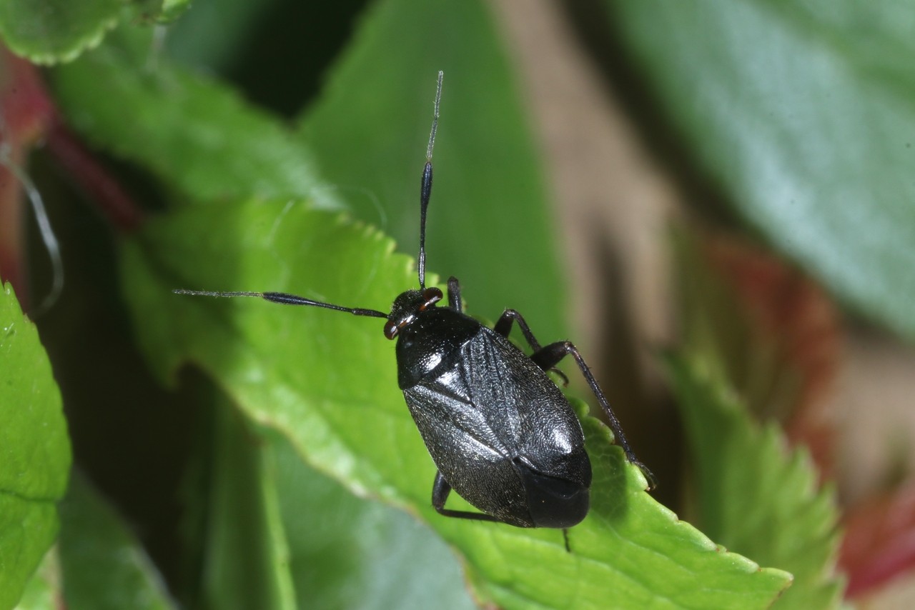 Capsus ater (Linnaeus, 1758) var. typica (forme noire)