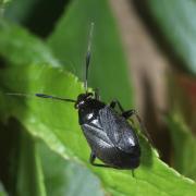 Capsus ater (Linnaeus, 1758) var. typica (forme noire)