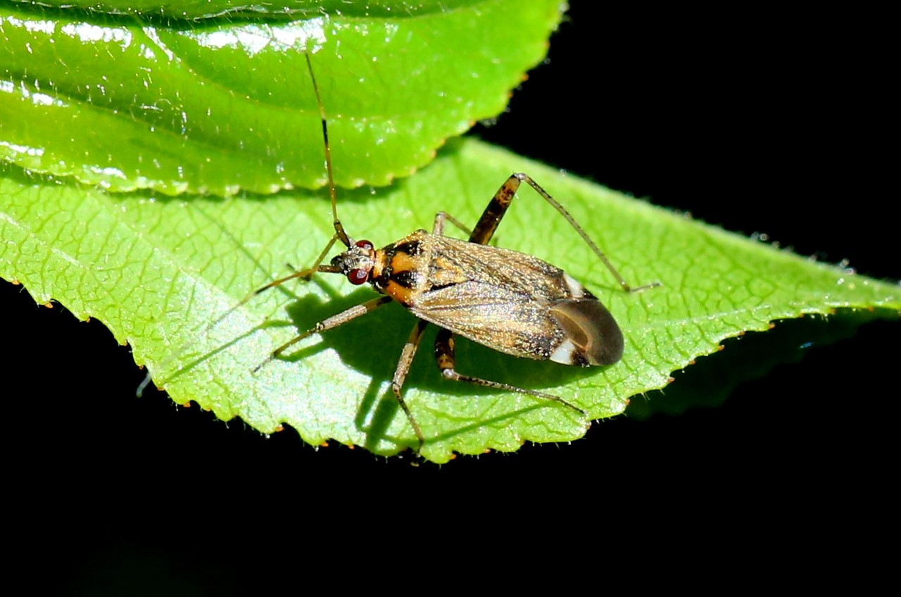 Closterotomus fulvomaculatus (De Geer, 1773)