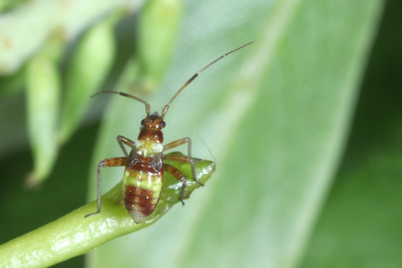 Closterotomus fulvomaculatus (De Geer, 1773) (larve)