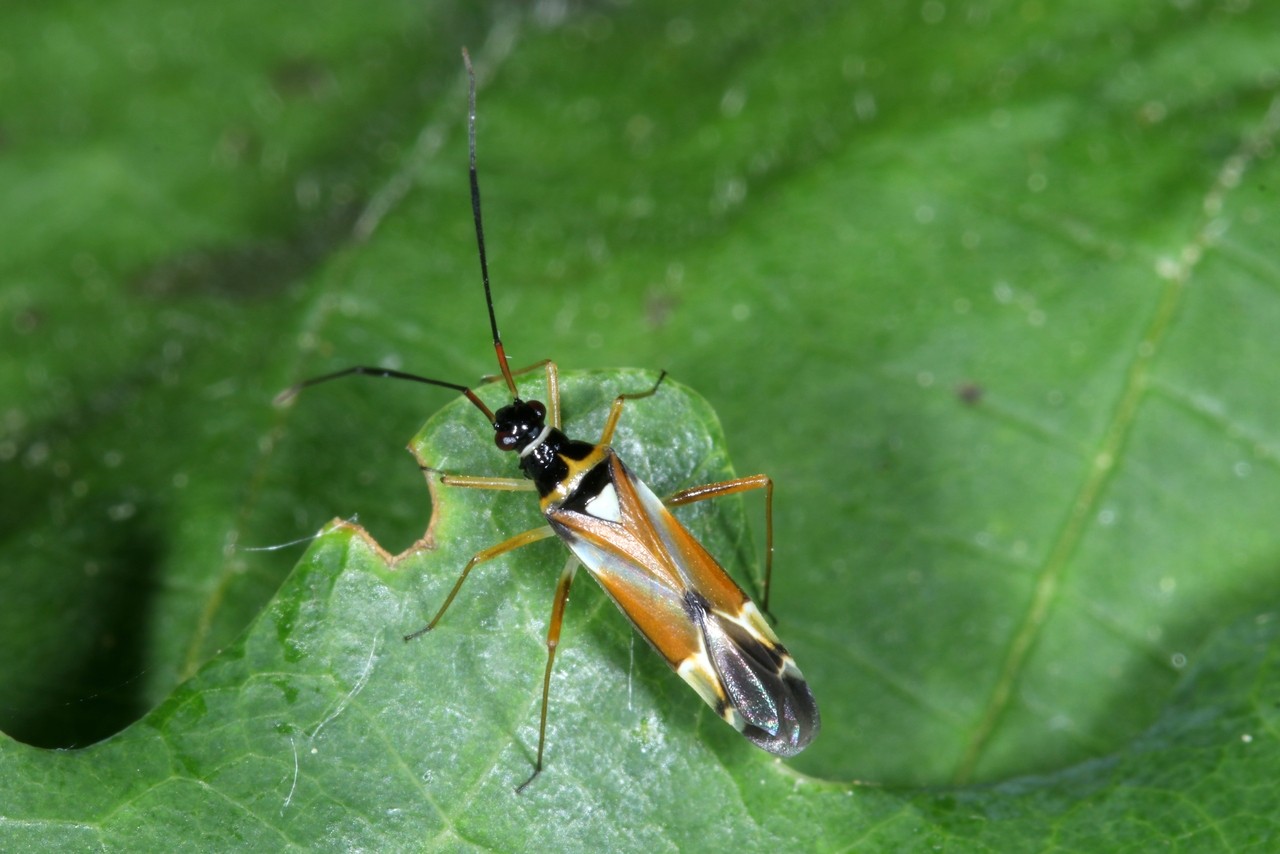 Cyllecoris histrionius (Linnaeus, 1767) 