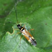 Cyllecoris histrionius (Linnaeus, 1767) 