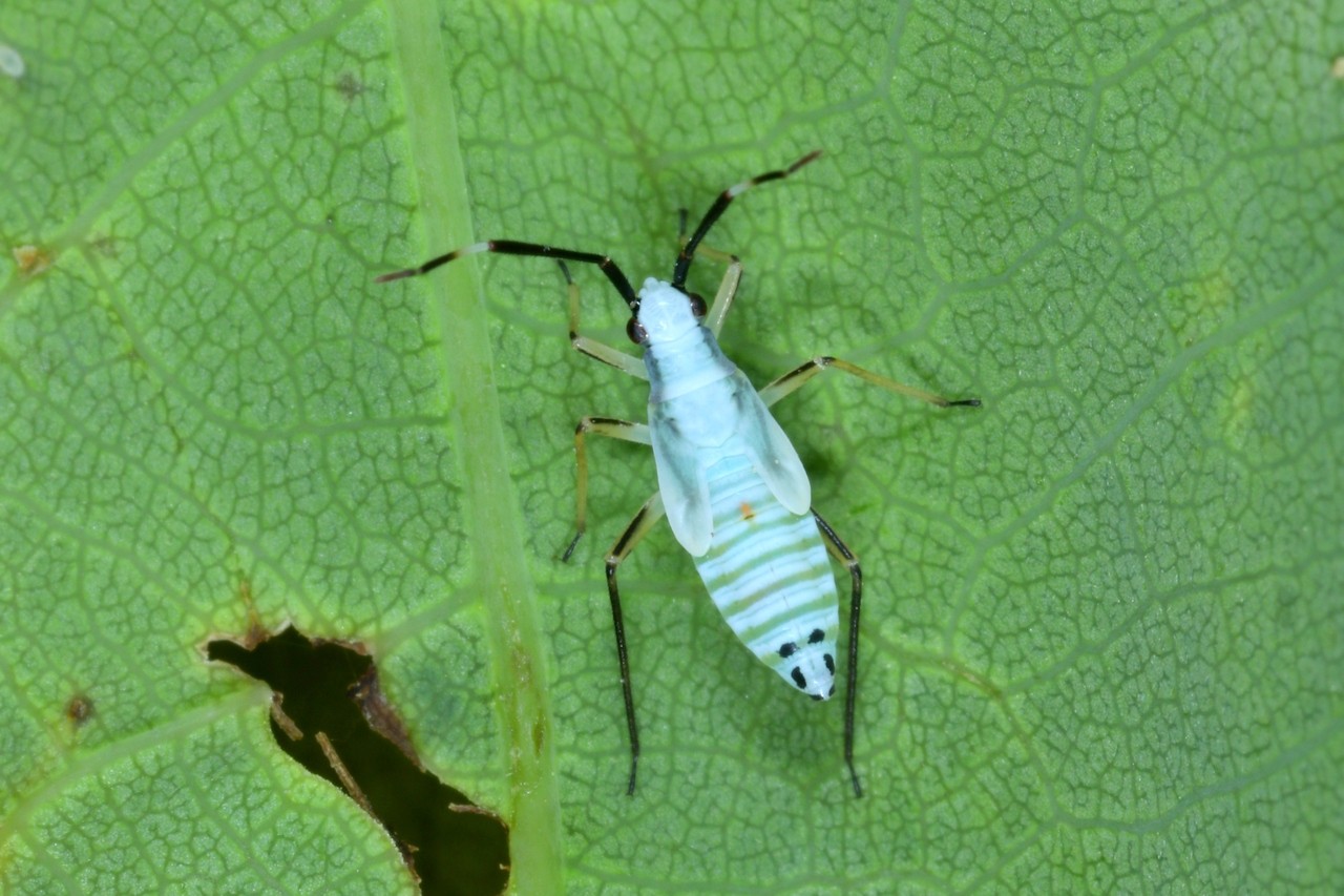 Cyllecoris histrionius (Linnaeus, 1767) (larve)